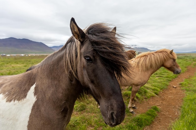 Retrato de un hermoso caballo islandés en un prado verde. Islandia