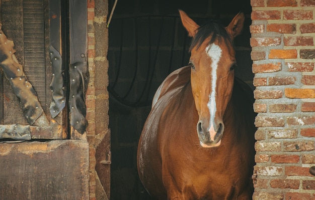 Retrato de un hermoso caballo marrón en busca de un establo de ladrillos