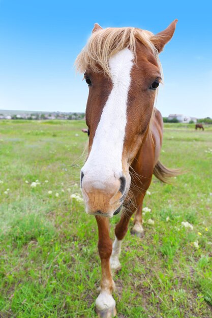 Foto retrato de hermoso caballo marrón sobre fondo de pradera