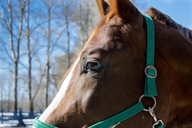 Retrato de hermoso caballo marrón