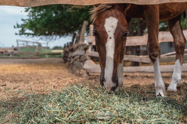 Retrato de un hermoso caballo marrón