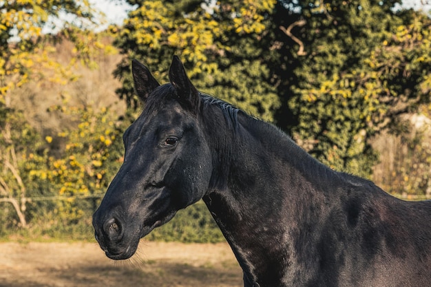 Retrato de hermoso caballo negro adulto al aire libre