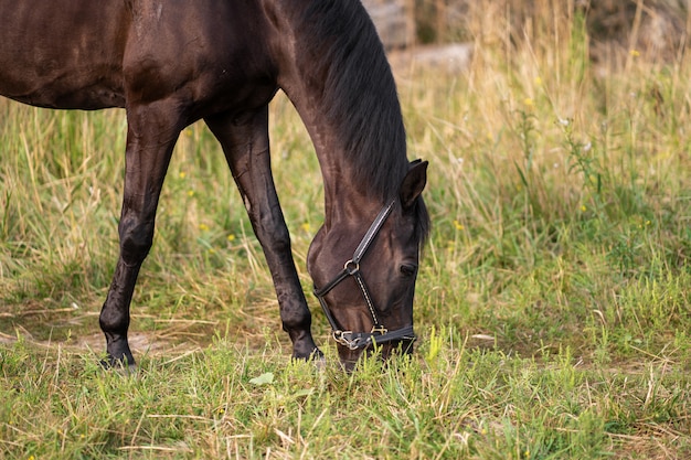 Retrato de un hermoso caballo oscuro bien cuidado en el campo