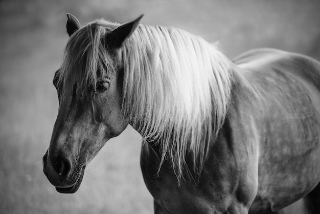 Retrato de un hermoso caballo en un pasto efecto vintage en blanco y negro