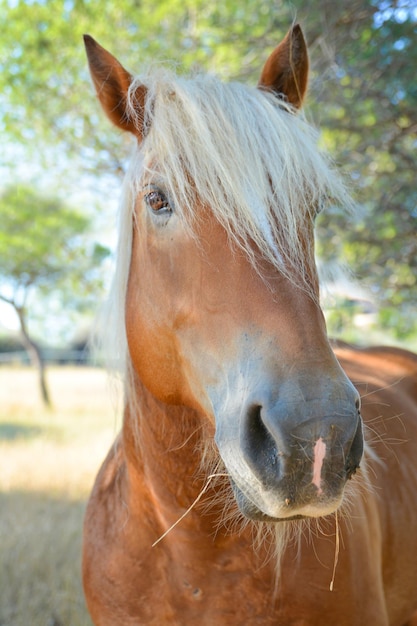 Retrato de un hermoso caballo rubio de cerca