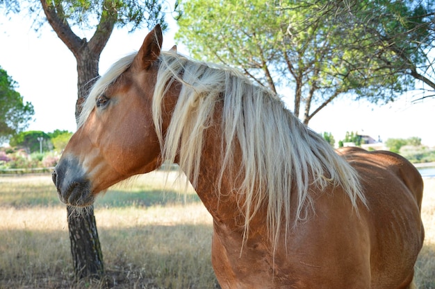 Retrato de un hermoso caballo rubio