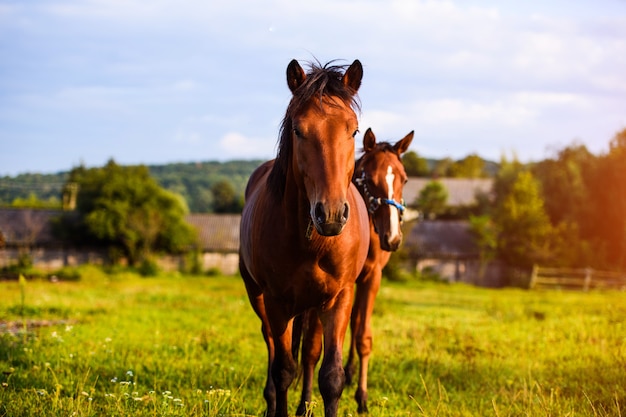 Retrato de hermoso caballo en verano