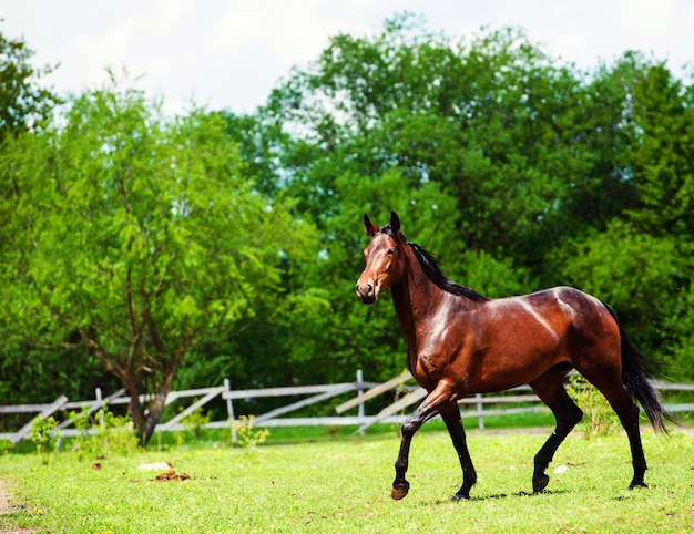 Retrato de hermoso caballo en verano