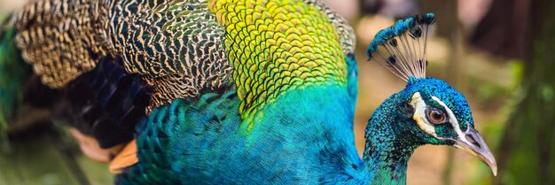 Retrato de un hermoso y colorido banner de pavo real de cinta azul de formato largo