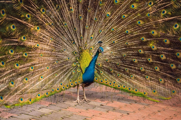 Retrato de un hermoso y colorido pavo real de cinta azul en plena pluma mientras intentaba atraer la atención de una mujer cercana
