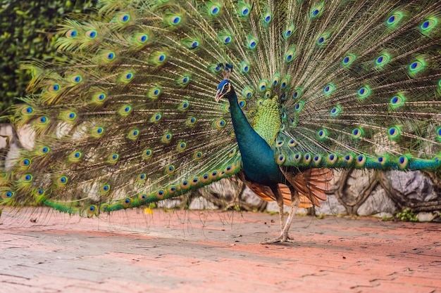 Retrato de un hermoso y colorido pavo real de cinta azul en plena pluma mientras intentaba atraer la atención de una mujer cercana