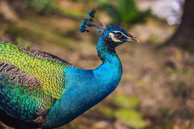 Retrato de un hermoso y colorido pavo real de cinta azul