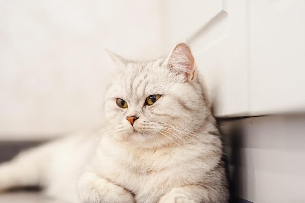 Retrato de un hermoso coño blanco divertido