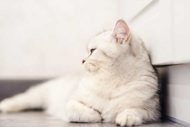 Retrato de un hermoso coño blanco divertido