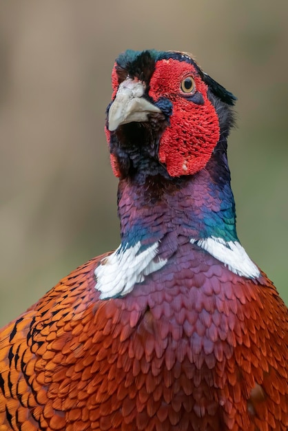 Foto retrato de un hermoso faisán de cuello anillado (phasianus colchicus).