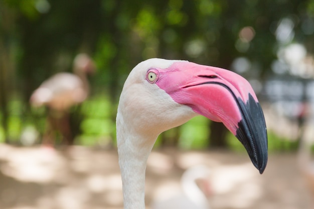 Retrato de un hermoso flamenco en un bosque natural de Tailandia extreme closeup