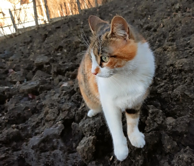 Retrato de un hermoso fondo de gato tricolor