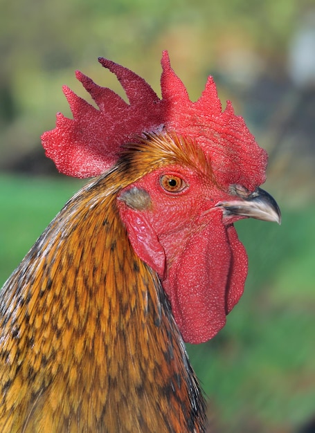 Retrato de hermoso gallo sobre fondo verde