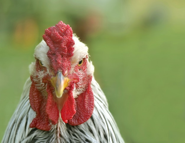 Retrato de un hermoso gallo