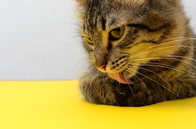 Retrato de un hermoso gatito acostado sobre una mesa amarilla con fondo blanco.