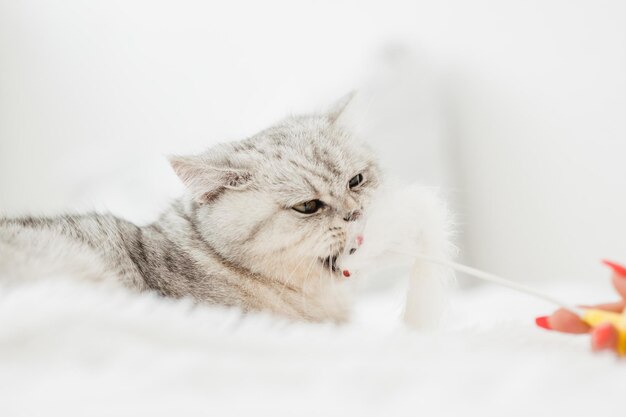 Foto retrato de un hermoso gatito blanco divertido un gato escocés juega con juguetes