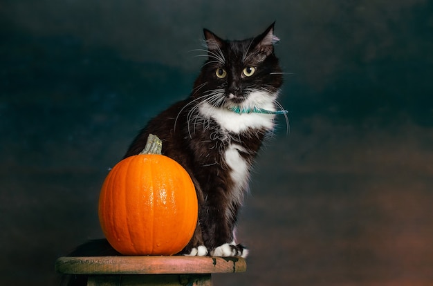 Foto retrato de hermoso gatito blanco y negro sentado con collar verde junto a calabaza