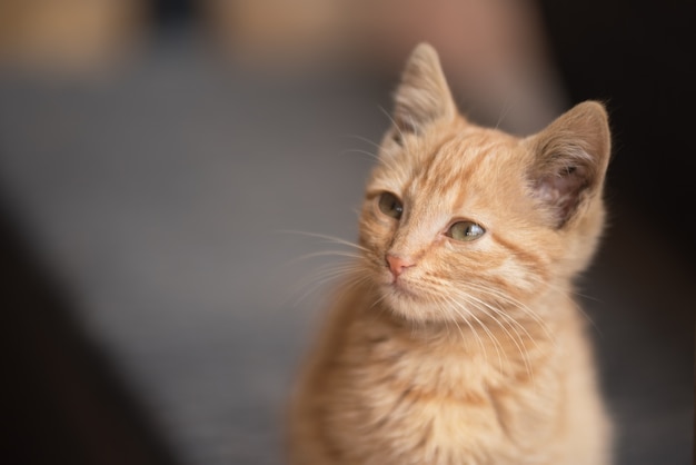 Retrato de un hermoso gatito con espacio de copia