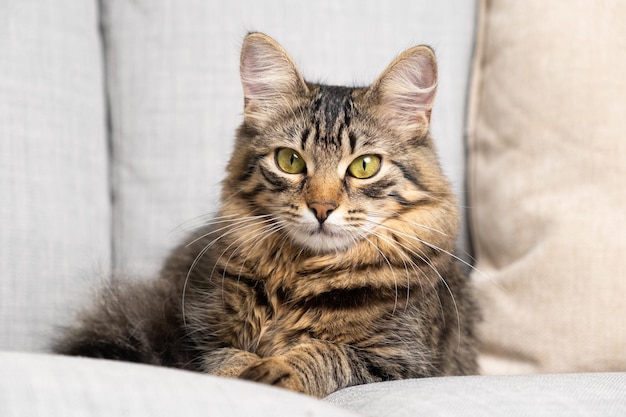 Retrato de un hermoso gato atigrado con ojos amarillos y verdes descansando sobre un sofá gris