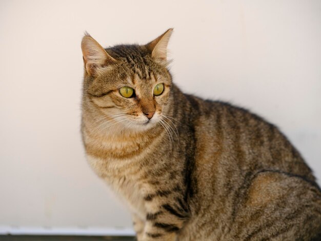 Retrato de un hermoso gato atigrado