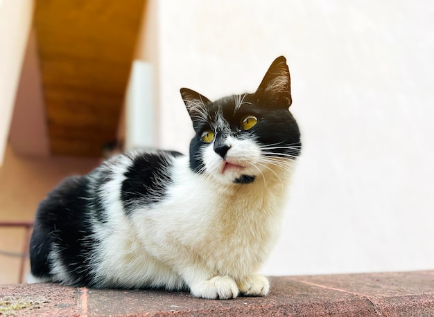 Retrato de un hermoso gato blanco y negro sentado en la valla Animal mascota Enfoque selectivo