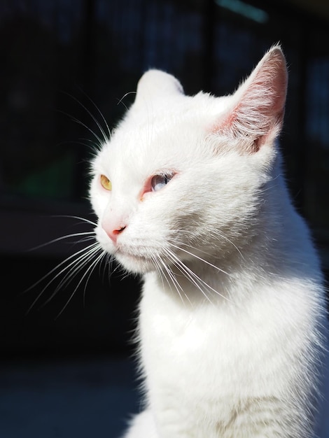 Retrato de un hermoso gato blanco con ojos multicolores (heterocromía) en la calle de la ciudad