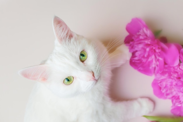 Retrato de un hermoso gato blanco con ojos verdes, vista superior. Junto al gato hay peonías rosas.