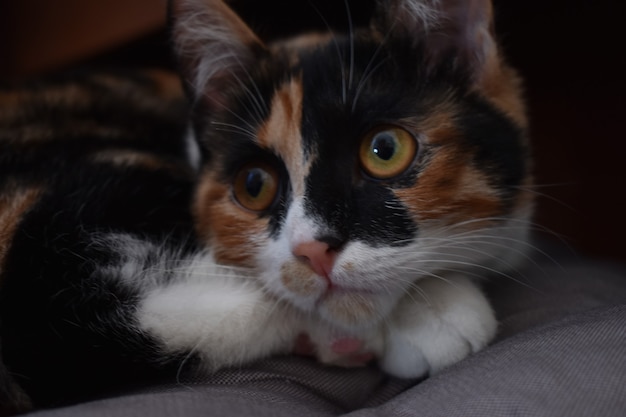 Retrato de un hermoso gato en casa