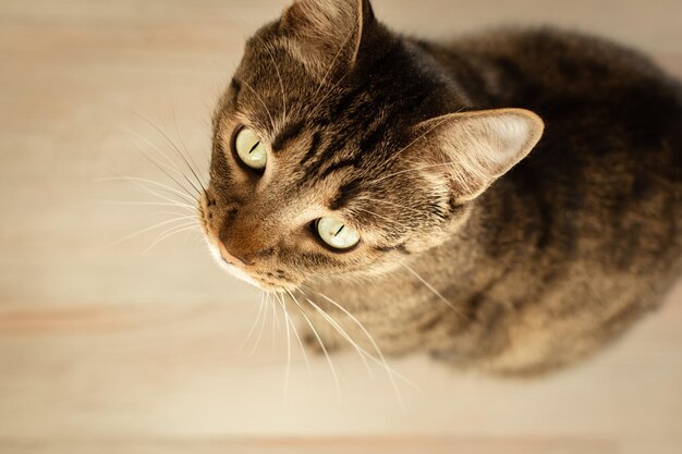 Retrato de un hermoso gato de cerca con ojos verdes