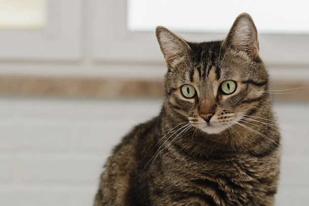 Retrato de un hermoso gato de cerca