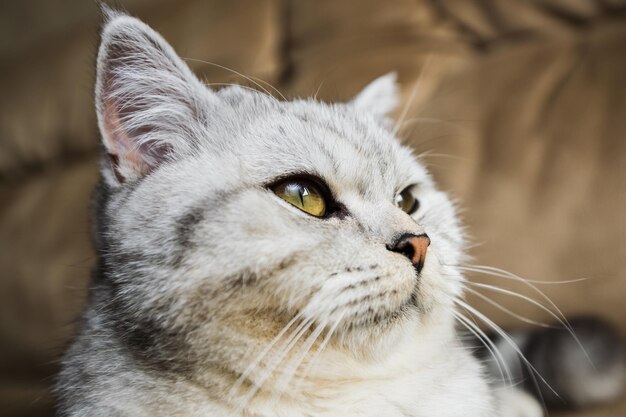 Retrato de un hermoso gato escocés