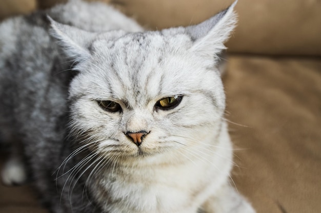 Retrato de un hermoso gato escocés