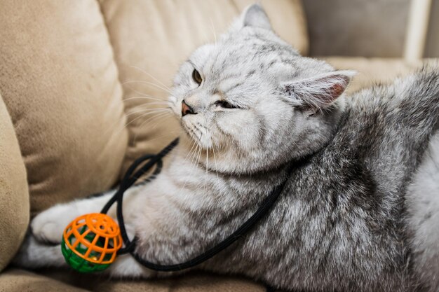 Retrato de un hermoso gato escocésEl gato está jugando con una pelota