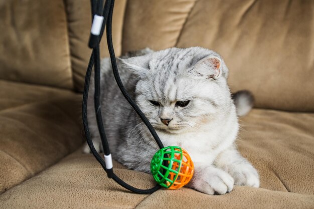 Retrato de un hermoso gato escocésEl gato está jugando con una pelota