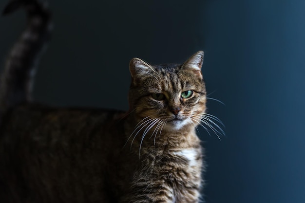 Retrato de un hermoso gato esponjoso sobre fondo oscuro