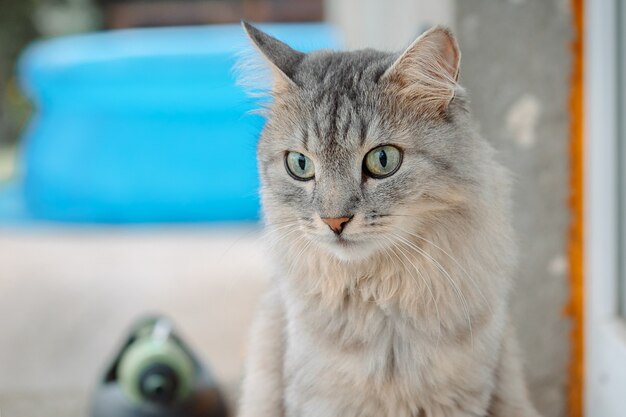 Retrato, de, hermoso, gato, gris, esponjoso, gatito, con