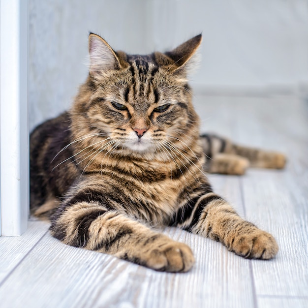 Retrato de un hermoso gato gris a rayas de cerca