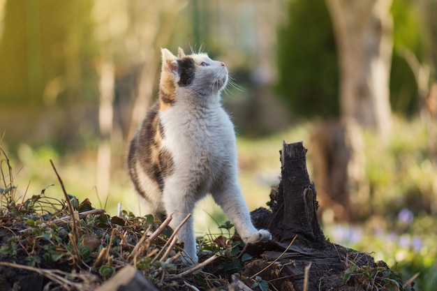 Retrato hermoso del gato en hierba verde en naturaleza. Gatito juguetón en flores