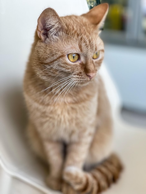 Retrato de un hermoso gato jengibre en una silla