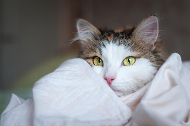 Retrato de un hermoso gato a la luz del sol