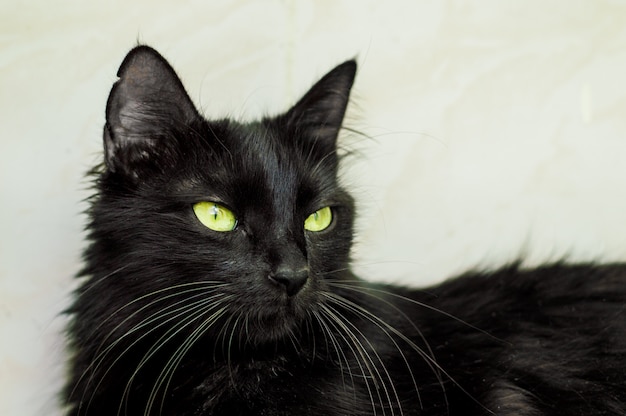 Retrato de un hermoso gato negro joven con ojos verdes