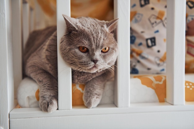 Retrato de un hermoso gato de pelo corto que está acostado en la cama en el interior