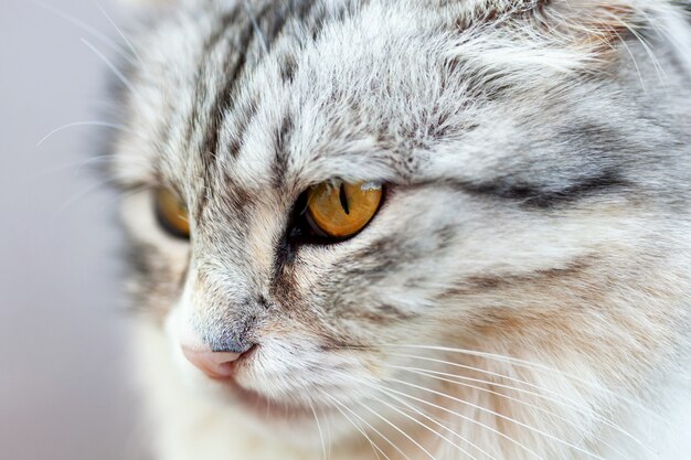 Retrato de un hermoso gato de pelo largo