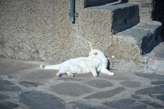 Retrato de un hermoso gato rayado de cerca