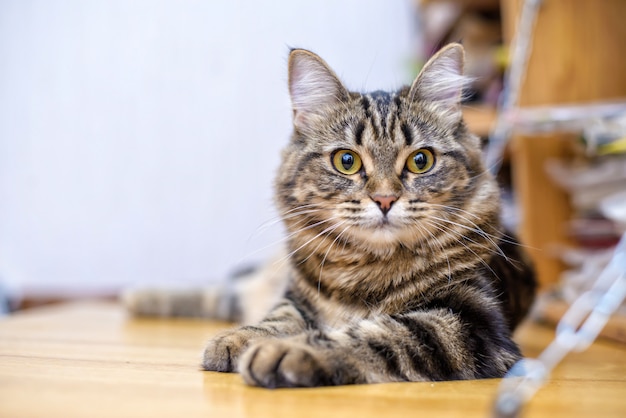 Retrato de un hermoso gato rayado gris de cerca